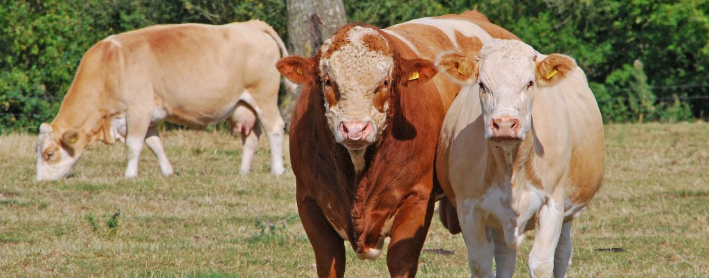 Bull and Heifers.