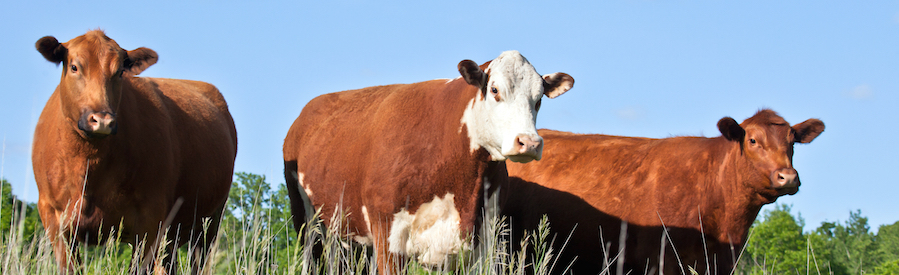 A Trio of Cattle.