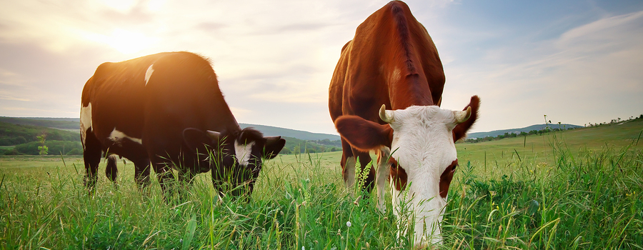 Two Cows in Meadow.