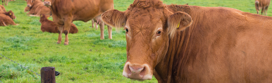 Brown Cows in a Field.