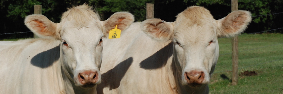 Visual of Yearling Charolais.