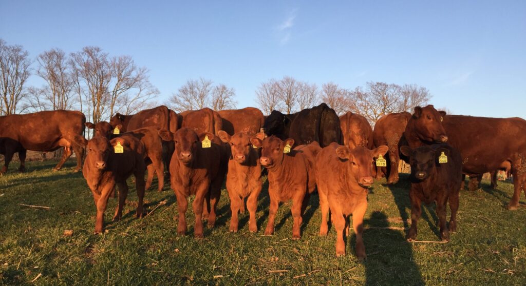 Beef Cattle Genetic Evaluations.