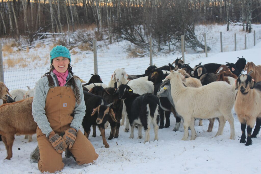 Goat genetic evaluation.